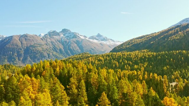 Aerial view of autumn larch forest, panorama, Swiss Alps background