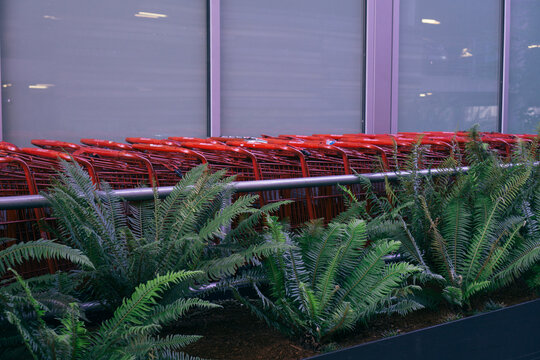 Sword ferns in front of row of shopping carts