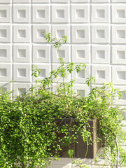 Fototapeta premium 白い壁と観葉植物