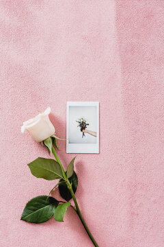 Rose with polaroid photo
