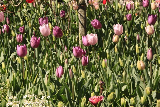 Photo of the flower of Tulips Tulipa