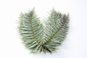 Naklejka premium ウラジロ