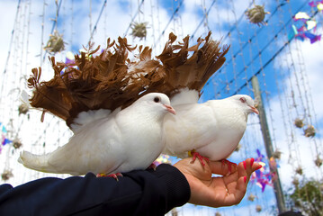 Two white dove peacock on human hand symbol or concept of peace and pacifism