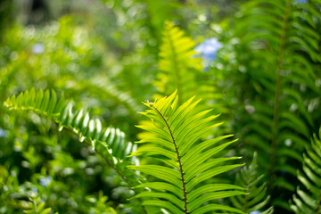 Beautyful ferns leaves