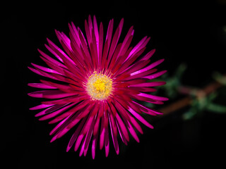  Pig Face Flowers grow in Australia