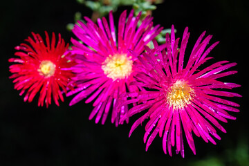 Pig Face Flowers grow in Australia