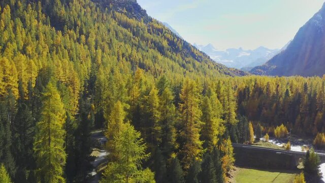 Larch in Pontresina valley in autumn, sunlight on the forest in Switzerland