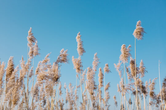 Tall grasses