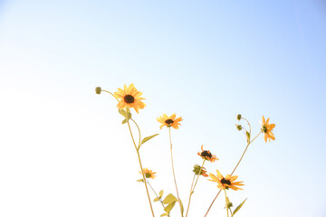 Summer wildflowers, Centerville / Minkler Central Valley, California. Helianthus californicus is a North American species of sunflower known by the common name California sunflower. 