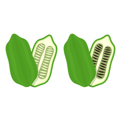 Sesame vector. sesame on white background. Sesame seed.