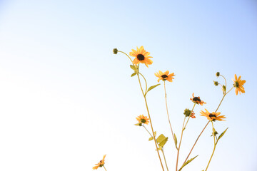 Summer wildflowers, Central Valley, California