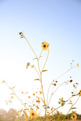 Summer wildflowers, Central Valley, California