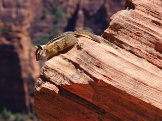 Chipmunk sitting on a red rock in Zion National Park, Utah, USA