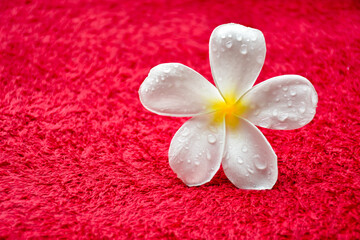 white frangipani flower with drops