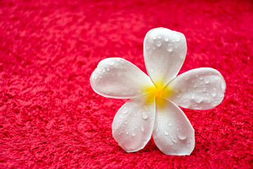 white frangipani flower on red background