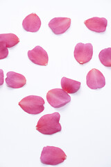 サザンカの花びら