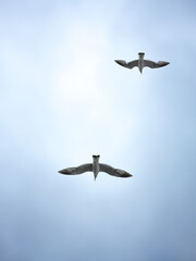Birds flying in blue sky