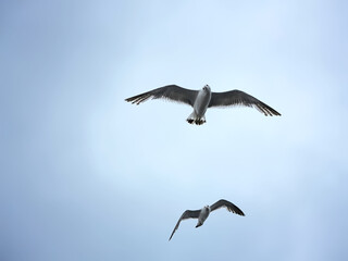 From below wild seagulls spreading wings and flying in cloudless blue sky at daytime