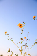 Summer wildflowers, Central Valley, California
