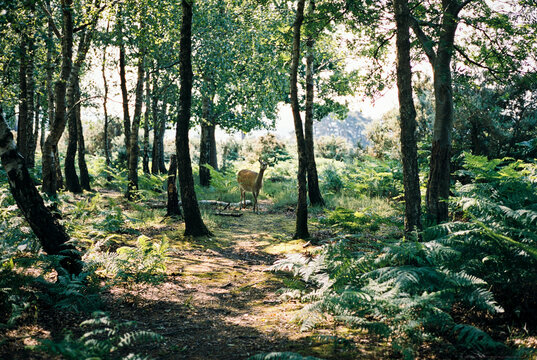 Wild deer