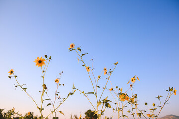 Summer wildflowers, Central Valley, California