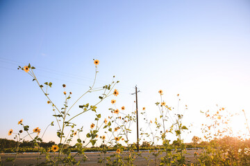 Summer wildflowers, Central Valley, California