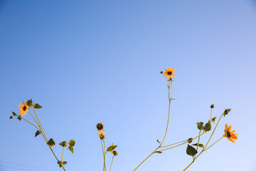 Summer wildflowers, Central Valley, California