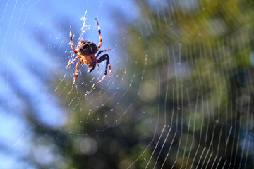 Feeding Spider