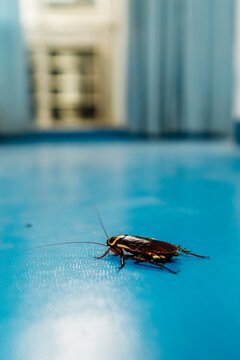 cockroach