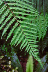 Detail of Silver Fern (Alsophila dealbata) leaf, New Zealand
