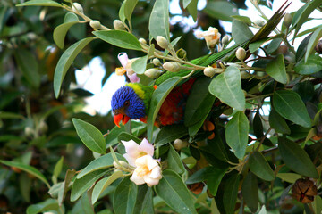 Rainbow Lorikeet (Trichoglossus rubritorquatus), colorful parrot sitting in a tree feeding nectar, Sydney, Australia