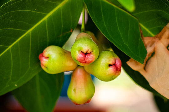 Javaapfel Bilder Durchsuchen 3,620 Archivfotos, und