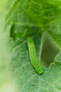 Green caterpillar on eaten away Hollyhock leaf