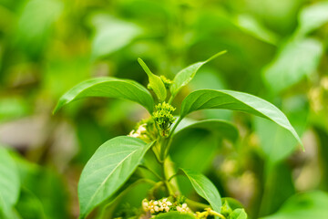 Fototapeta premium Gurmar medicinal tree