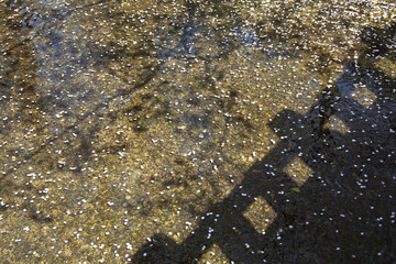 さくらと高瀬川