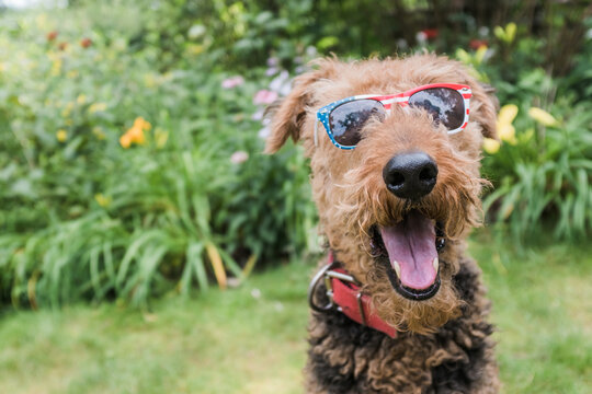 Airedale Terrier wearing cool red white and blue sunglasses.