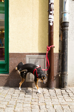 Dog pissing wall of building