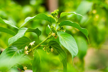 Gurmar medicinal tree