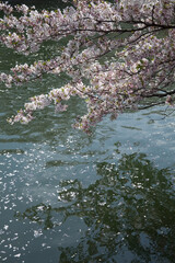 桜と琵琶湖疎水