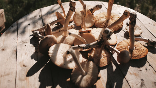 Fresh wild mushrooms