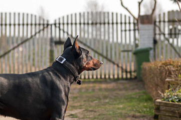 doberman
