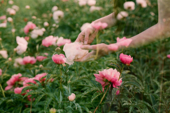 Multiple exposure shot of woman holding a peony flower at the garden