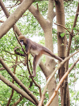 mandrill