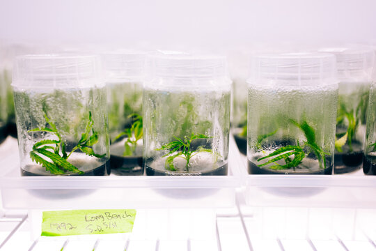 Cannabis Tissue Culture lab