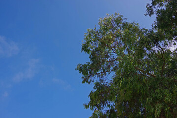 Low angle view of the top of an eucalyptus tree with a blue sky with some white clouds above