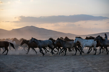 Wild horses run in foggy at sunset. Near Hormetci Village, between Cappadocia and Kayseri, Turkey