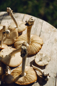 Fresh wild mushrooms