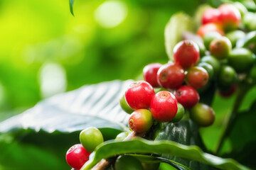 Group of ripe and raw Arabica coffee berries on coffee tree branch