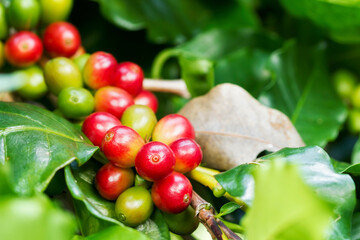 Group of ripe and raw Arabica coffee berries on coffee tree branch