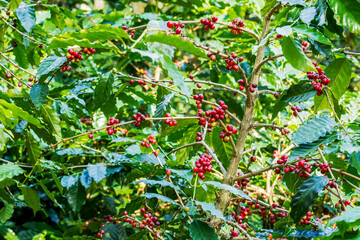 Group of ripe and raw Arabica coffee berries on coffee tree branch